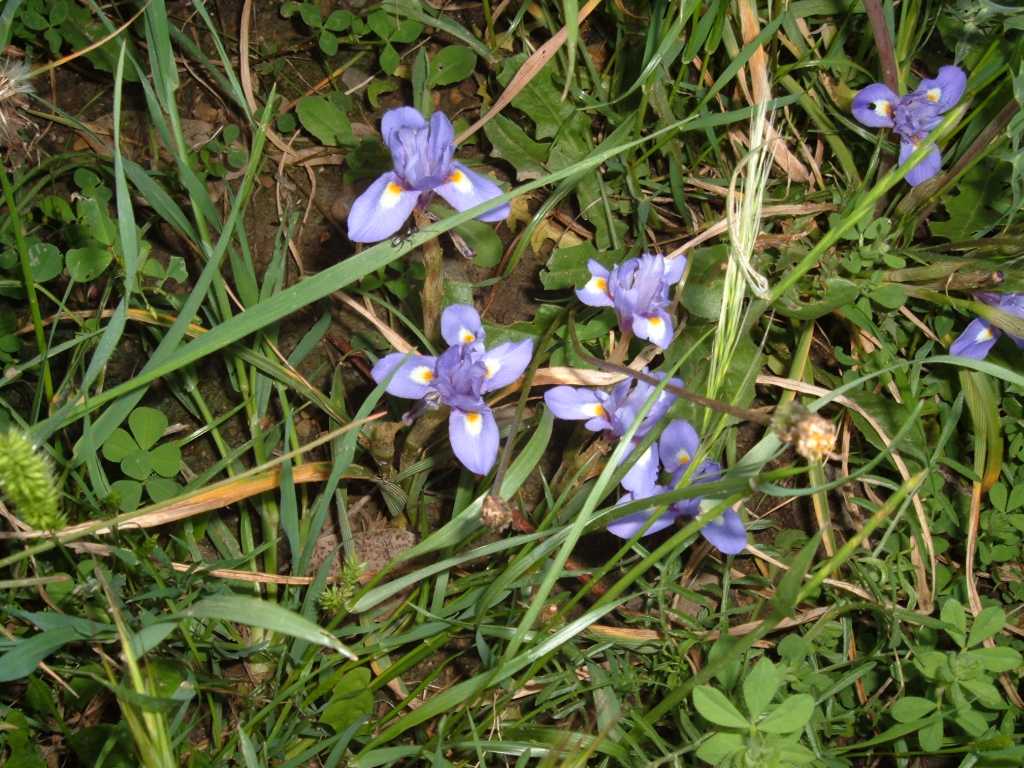 Moraea sisyrinchium (= Gynandriris sisyrinchium )